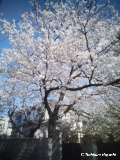 Cherry blossoms -Sakura- #1