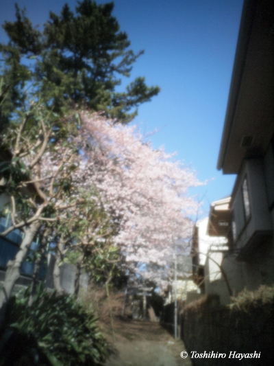 Cherry blossoms -Sakura- #2