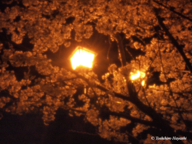 Night Cherry blossoms -YOZAKURA- #6