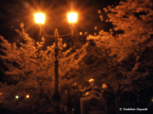 Night Cherry blossoms -YOZAKURA- #7