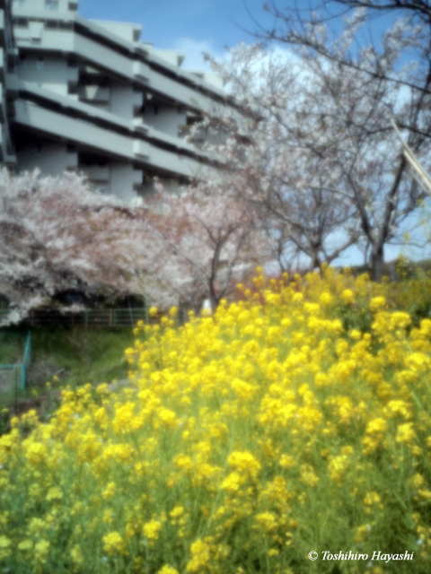 Spring flowers in Shinsui park #2
