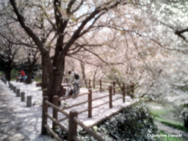 Falling cherry blossoms (Hana-fubuki) 