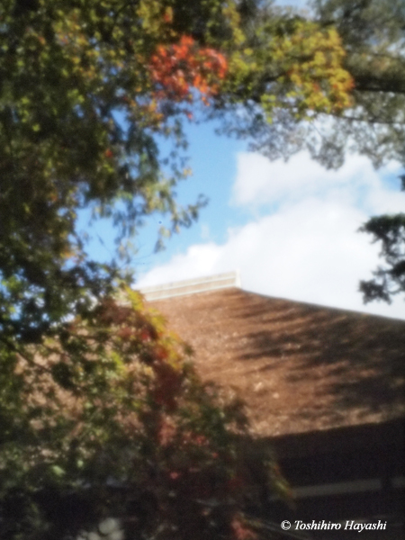 Thatched roof in autumn 