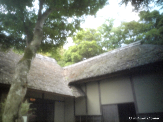 Sakura samurai residences #3