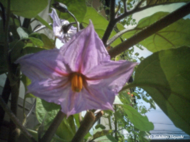 Flower of eggplant