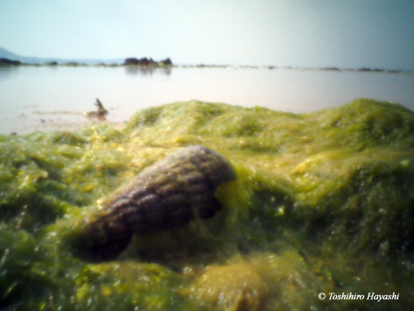 Snail on the Seaweed