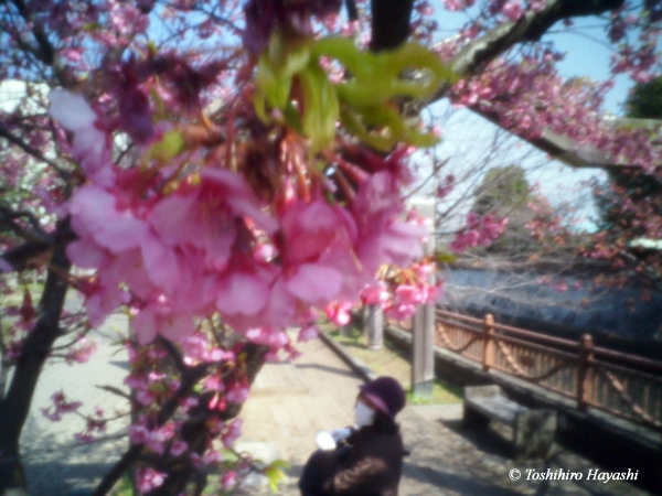 Kawazu Sakura (cherry blossoms)