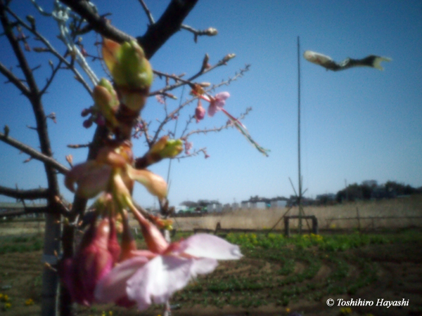 Cherry blossoms and carp streamer (Koinobori)