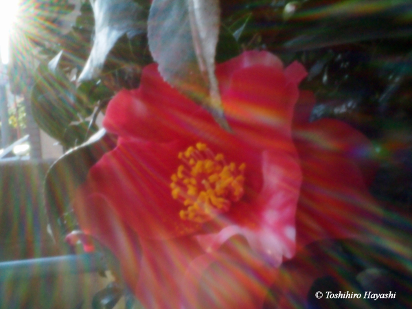 Camellia flower #1
