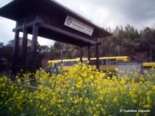 Rape flowers in the country station yard