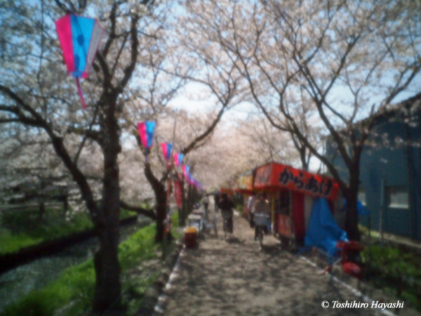 Ohanami -cherry blossoms fair-