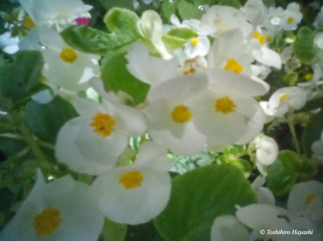 Tiny white flowers