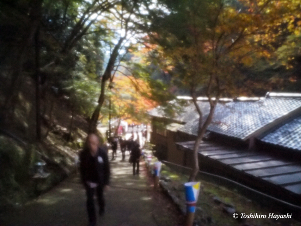 From Kyoto in Autumn #7