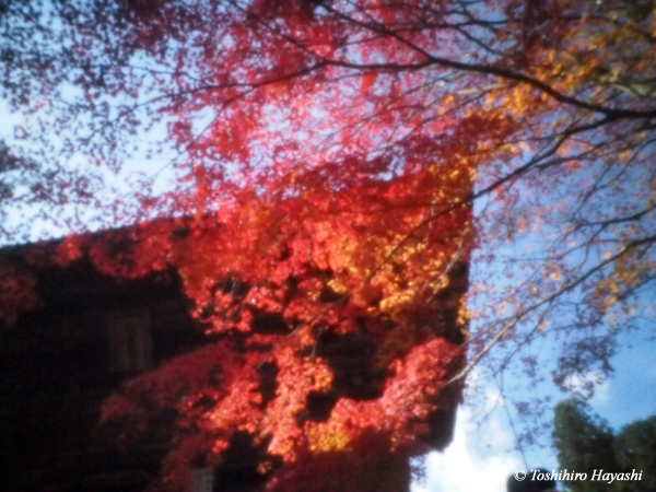 From Kyoto in Autumn #8