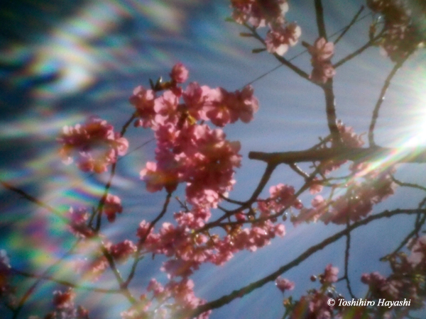 Kawazu Sakura (Kawazu cherry blossoms) #3