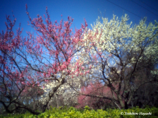 Pink and white plum blossoms