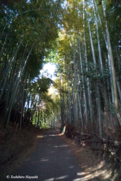 Between bamboo woods