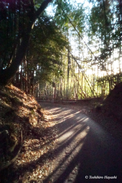 Return path between bamboo woods