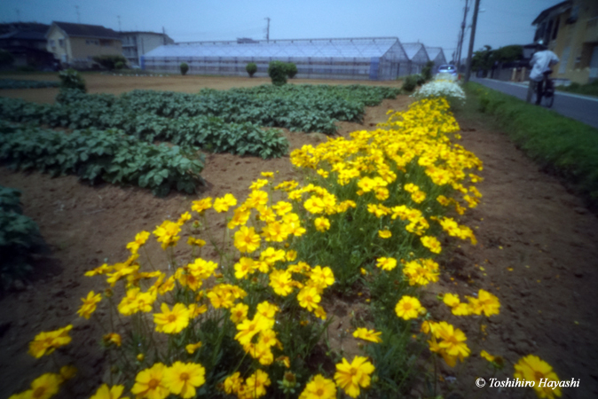 Yellow flowers #2