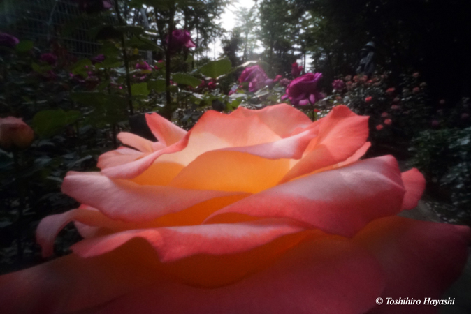 Roses in the Suwada park #2