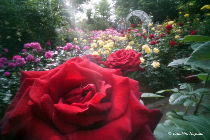 Roses in the Suwada park #4