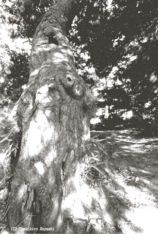 Old Pine Tree (Boundary of the City)