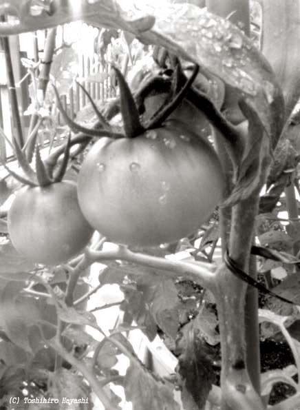 Tomatos on Veranda (Inside the City)
