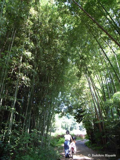 Bamboo forest in Hasama