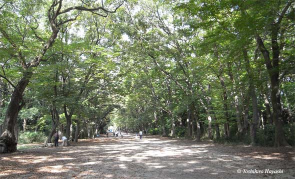 Tadasu no Mori Forest 1