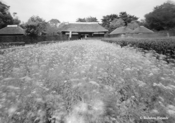 Flower field (Nanohana)