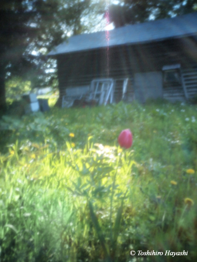 Hut and tulip