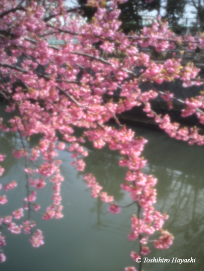 Kawadu sakura blossoms