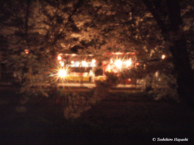 Night Cherry blossoms -YOZAKURA- #1