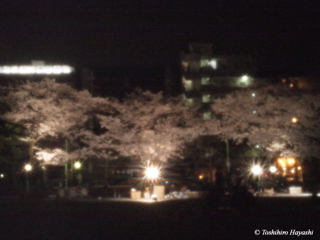 Night Cherry blossoms -YOZAKURA- #2