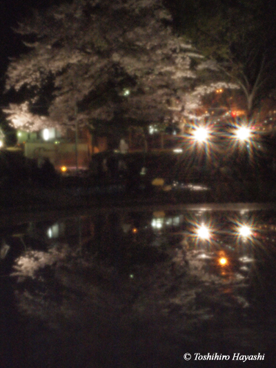 Night Cherry blossoms -YOZAKURA- #3