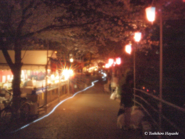 Night Cherry blossoms -YOZAKURA- #4