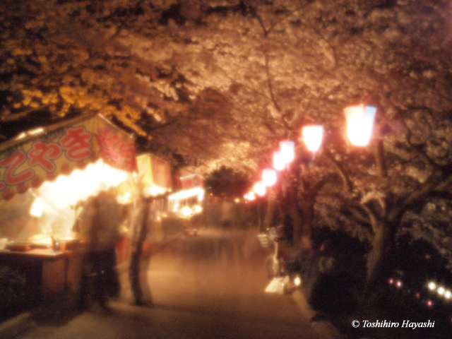 Night Cherry blossoms -YOZAKURA- #5
