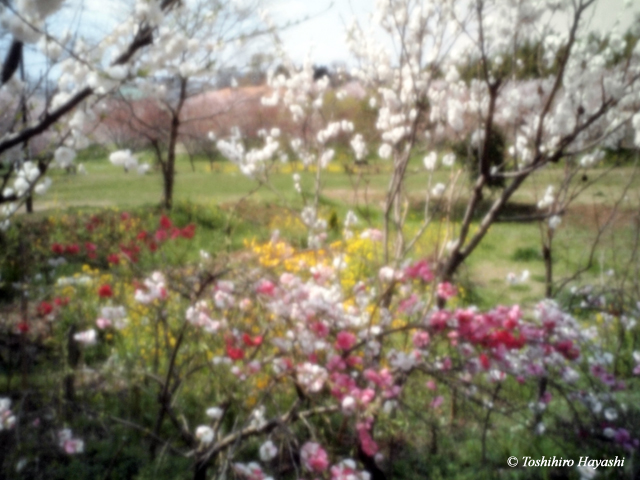 Spring flowers in Shinsui park #1