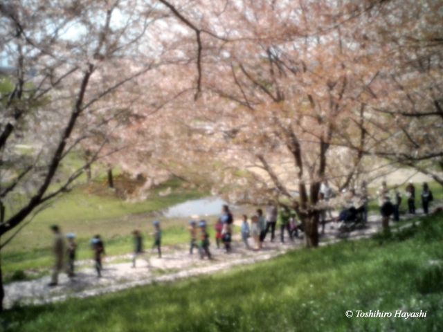 Walking under cherry blossoms