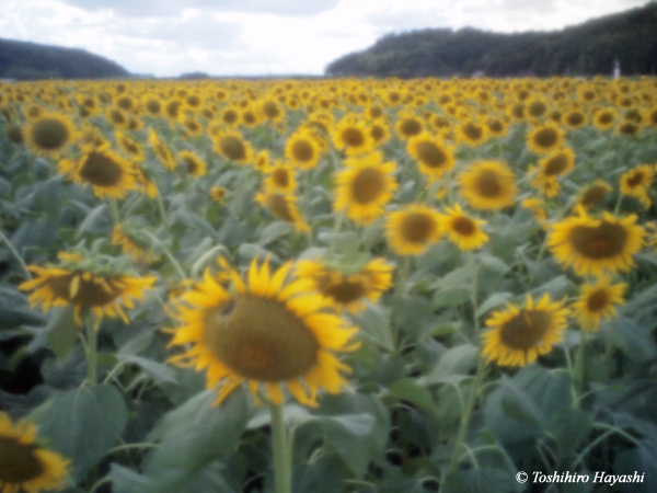 Sunflower's field #1