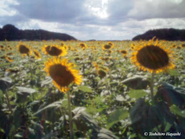 Sunflower's field #2