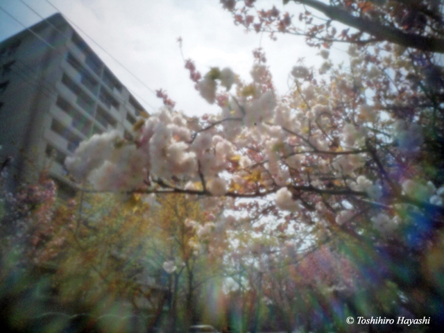 Yae-Sakura (Doubule cherry blossoms) #2