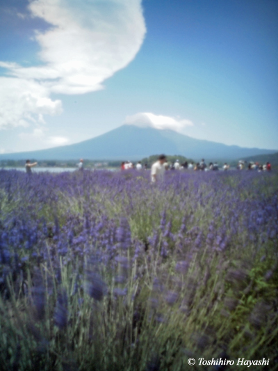 Lavender flowers with Mt.Fuji #1