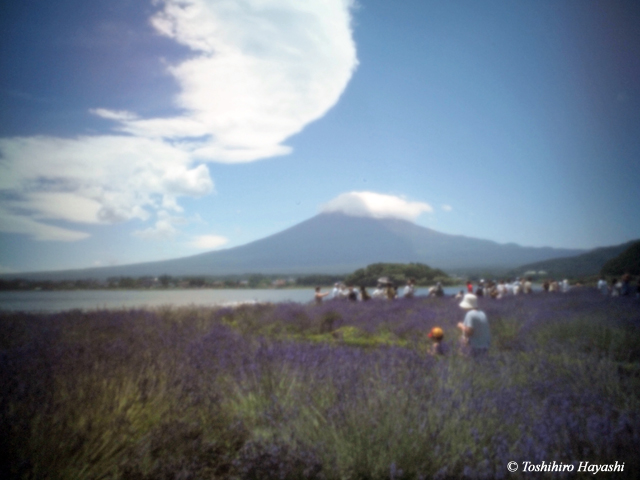 Lavender flowers with Mt.Fuji #2