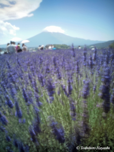 Lavender flowers with Mt.Fuji #3