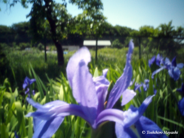 Irises #3