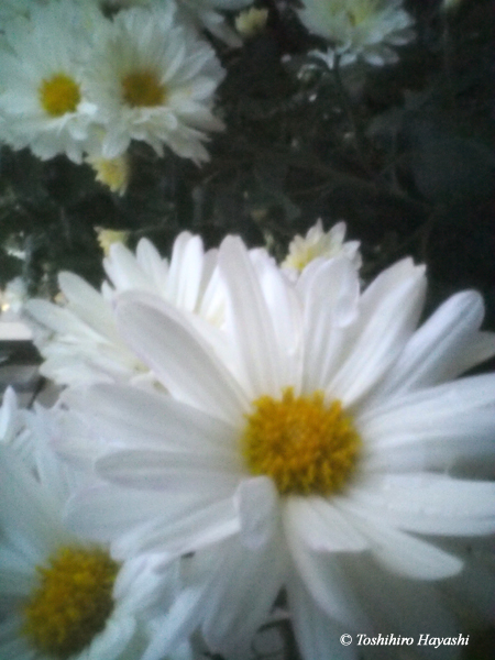 White Kiku flowers