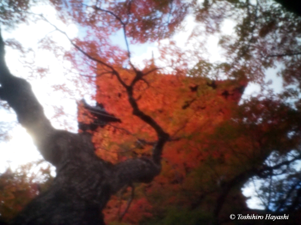 From Kyoto in Autumn #3