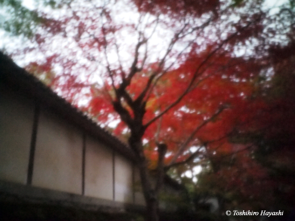 From Kyoto in Autumn #4