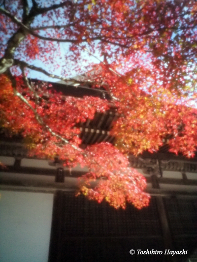 From Kyoto in Autumn #5